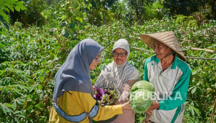 Program Pertanian Organik Sumbawa Timur Mining Tingkatkan Hasil Panen Petani Lokal