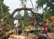 Pohon Besar Tumbang di Dago Bandung, Tiga Orang Luka, Jalan Ir H Djuanda Ditutup