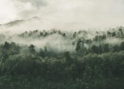 Kemenhut: Generasi Muda Garda Terdepan Pengelolaan Hutan Berkelanjutan.