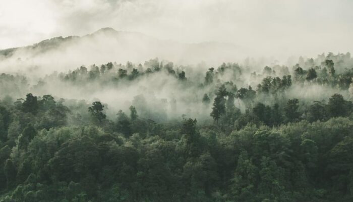Kemenhut: Generasi Muda Garda Terdepan Pengelolaan Hutan Berkelanjutan.
