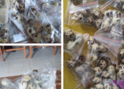 Lemahnya Pengawasan MBG di Jeneponto, Nasi Basi dan Telur Puyuh Tak Layak Konsumsi Ancam Kesehatan Siswa