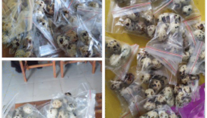 Lemahnya Pengawasan MBG di Jeneponto, Nasi Basi dan Telur Puyuh Tak Layak Konsumsi Ancam Kesehatan Siswa